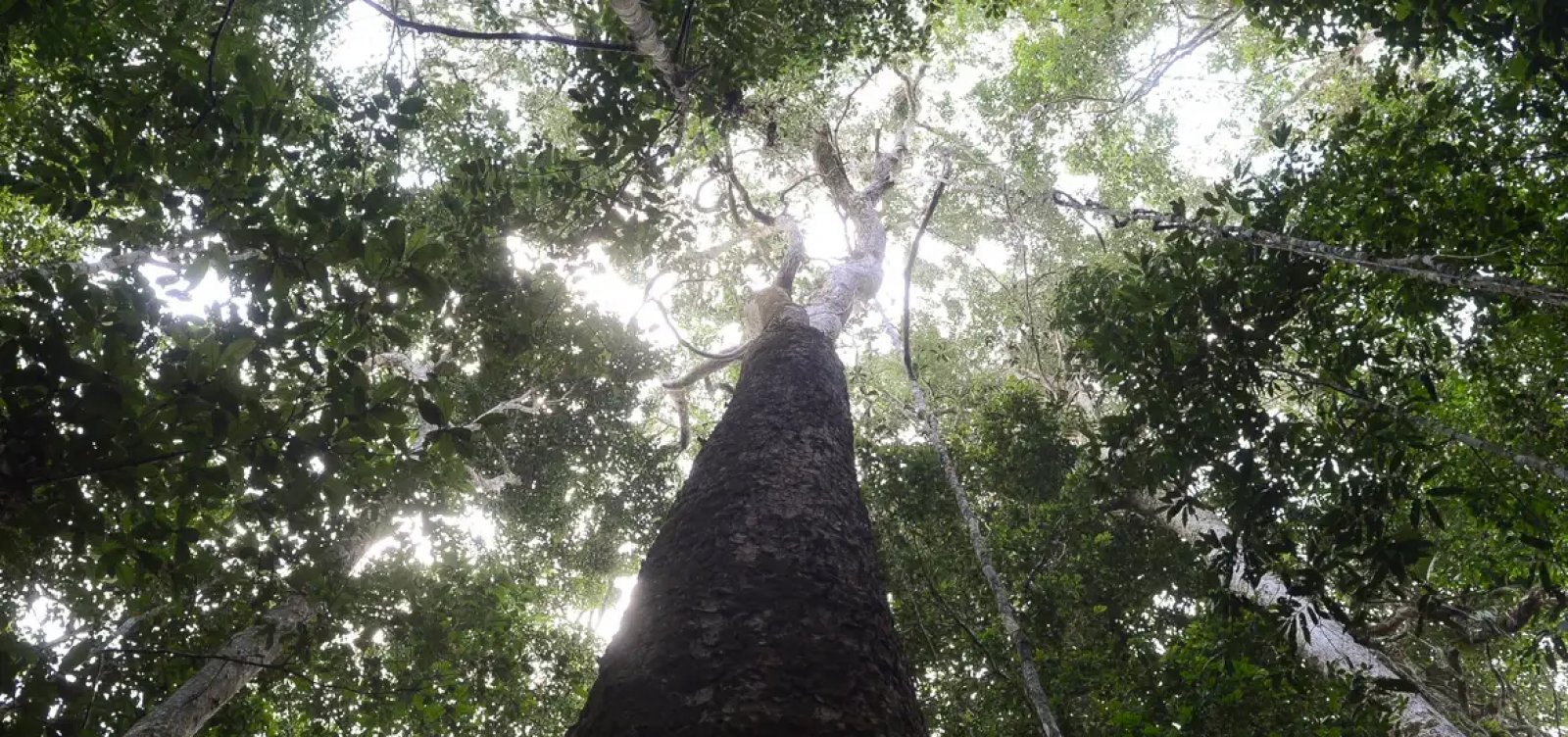 Orçamento ambiental cai 17% e acende alerta para aumento de queimadas em 2026