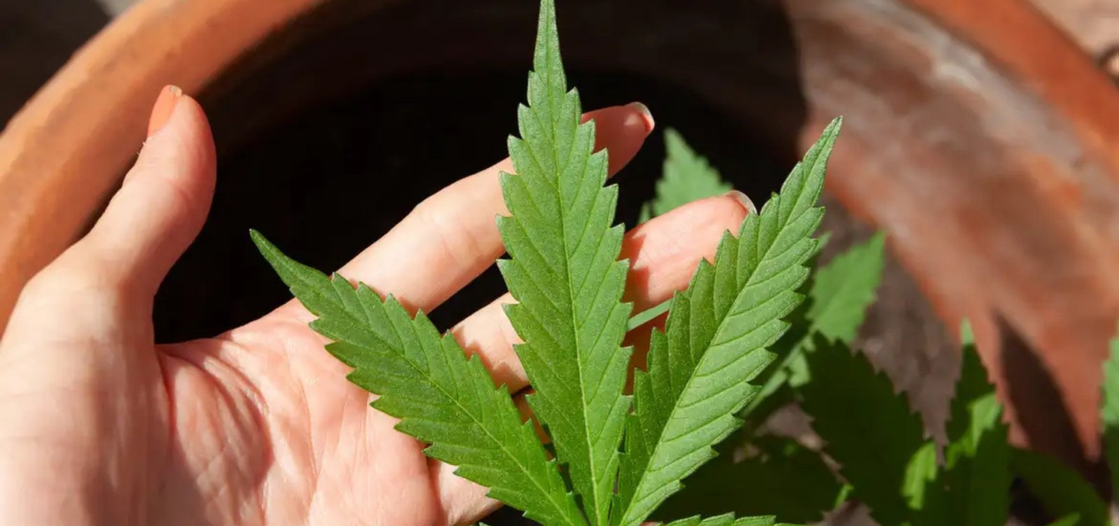 Anvisa debate regras para produção de cannabis medicinal no Brasil nesta quarta-feira