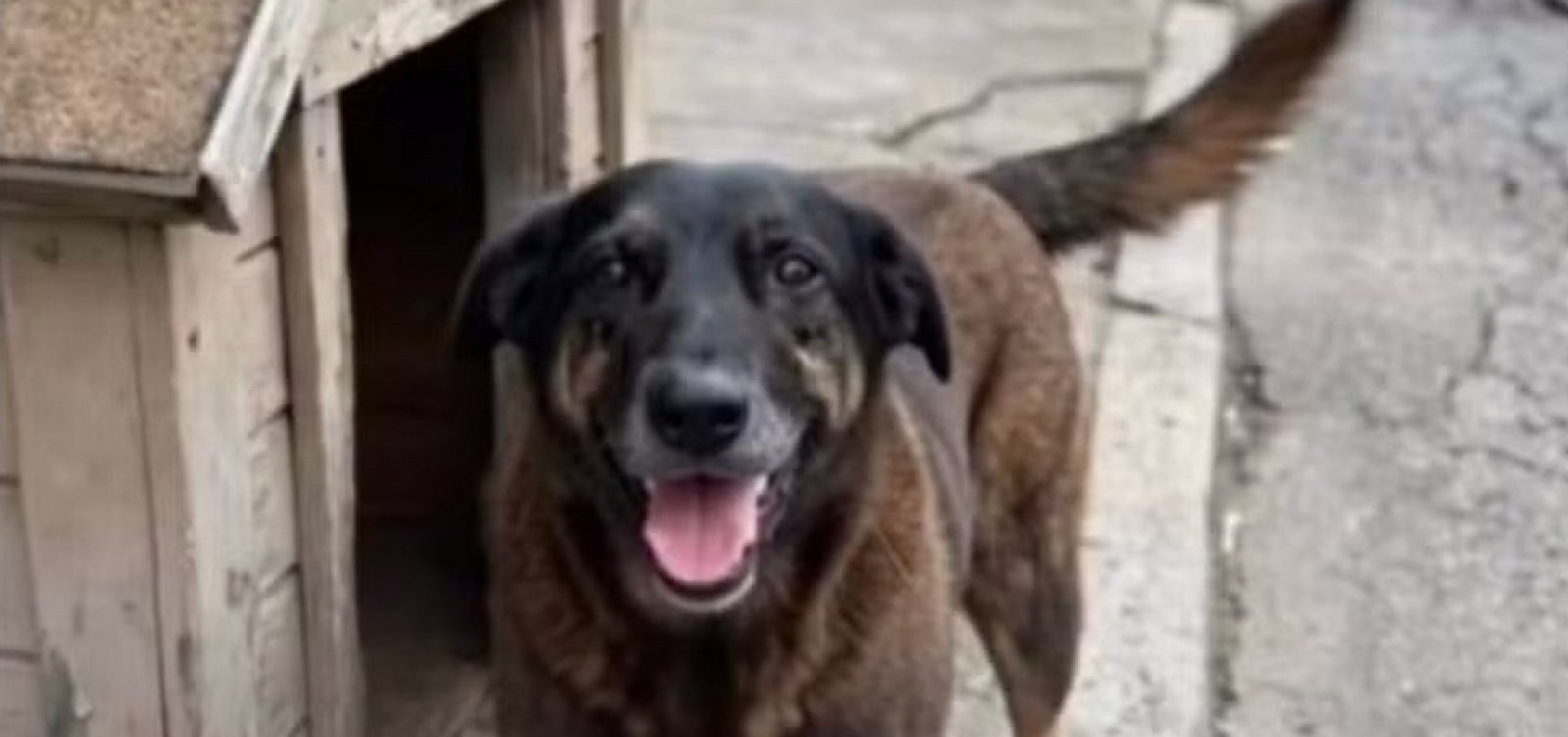 Entenda o caso do cão comunitário agredido em área nobre de Florianópolis