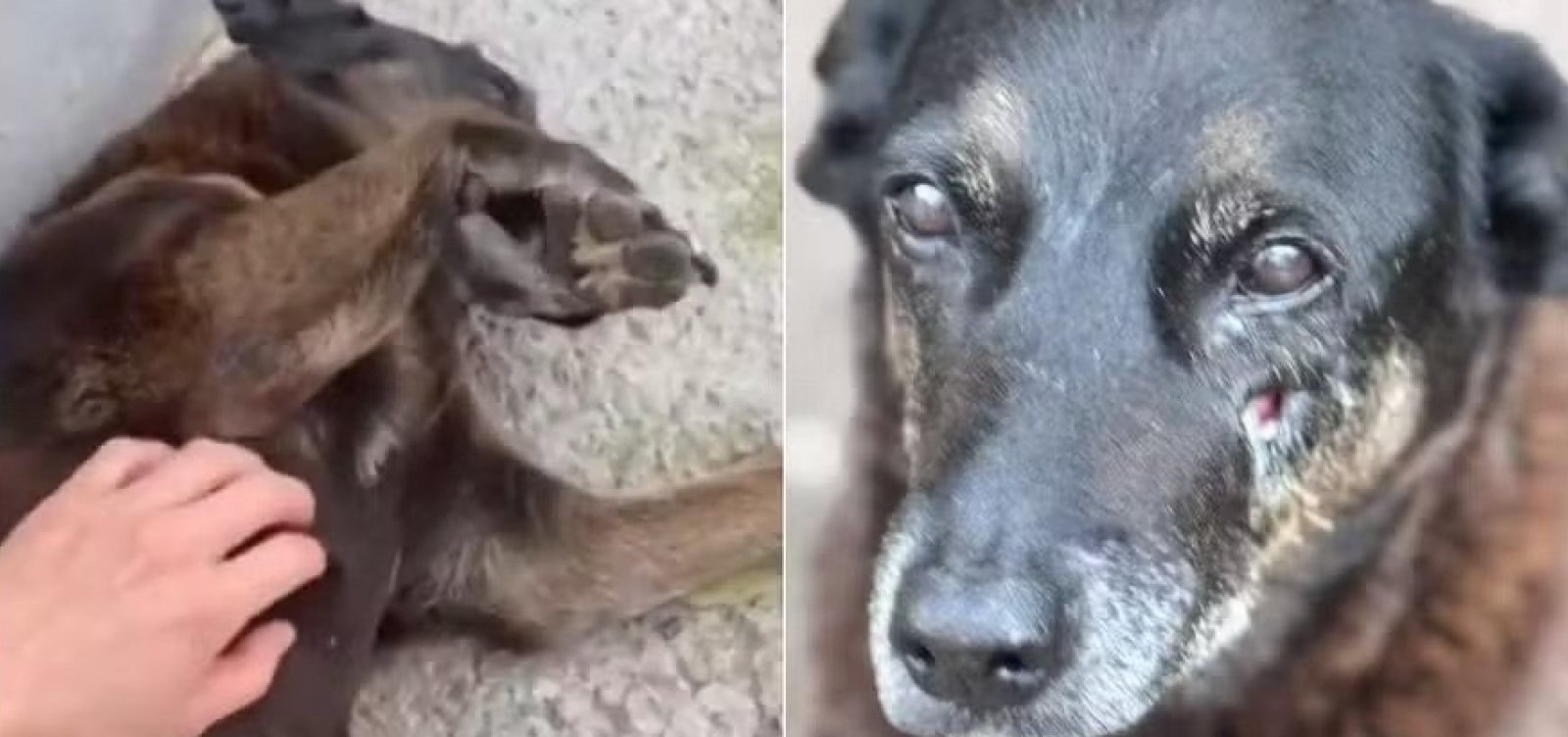 Cão Orelha: Polícia apreende celulares de adolescentes suspeitos em aeroporto