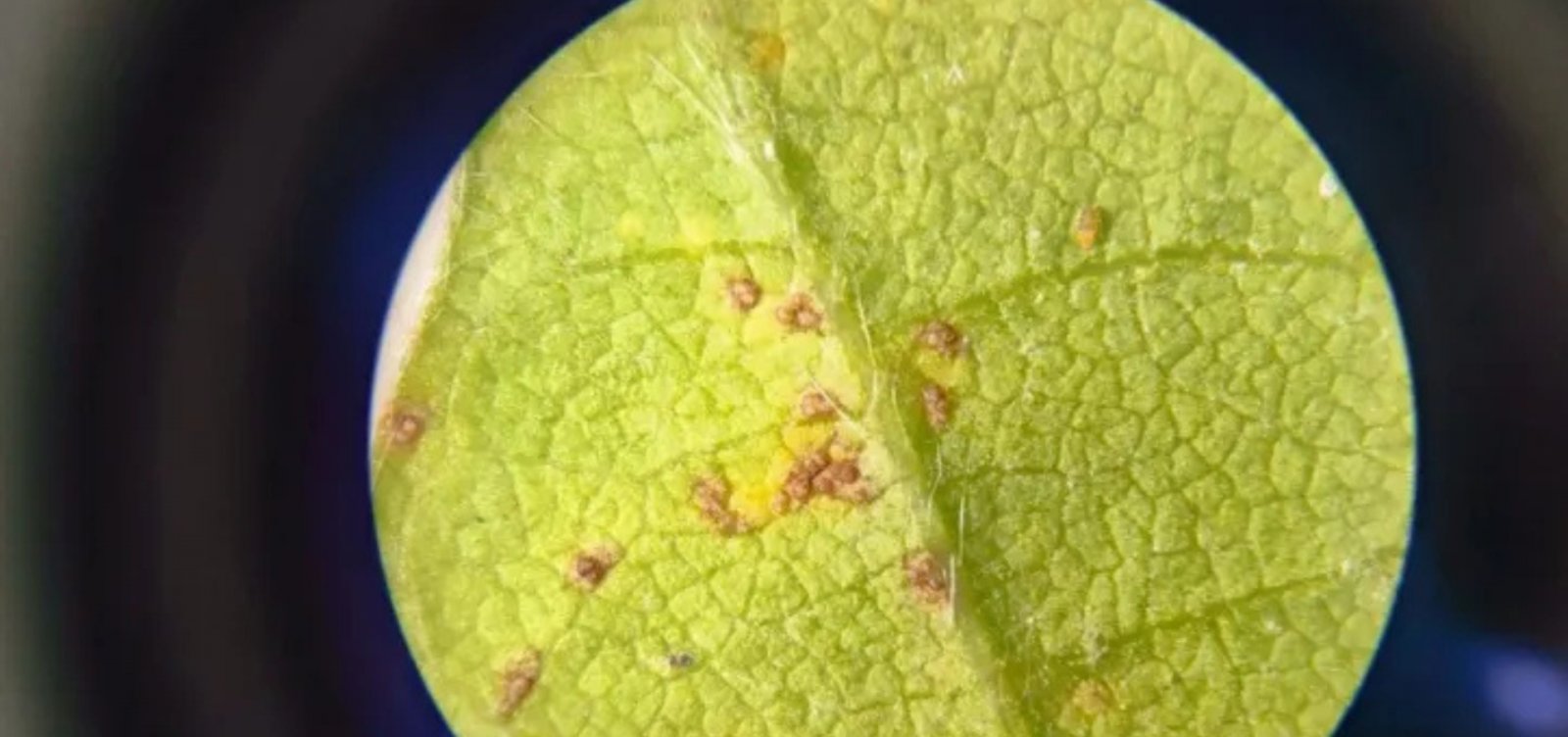 “Ferrugem asiática” ameaça safra de soja no Oeste da Bahia em 2026