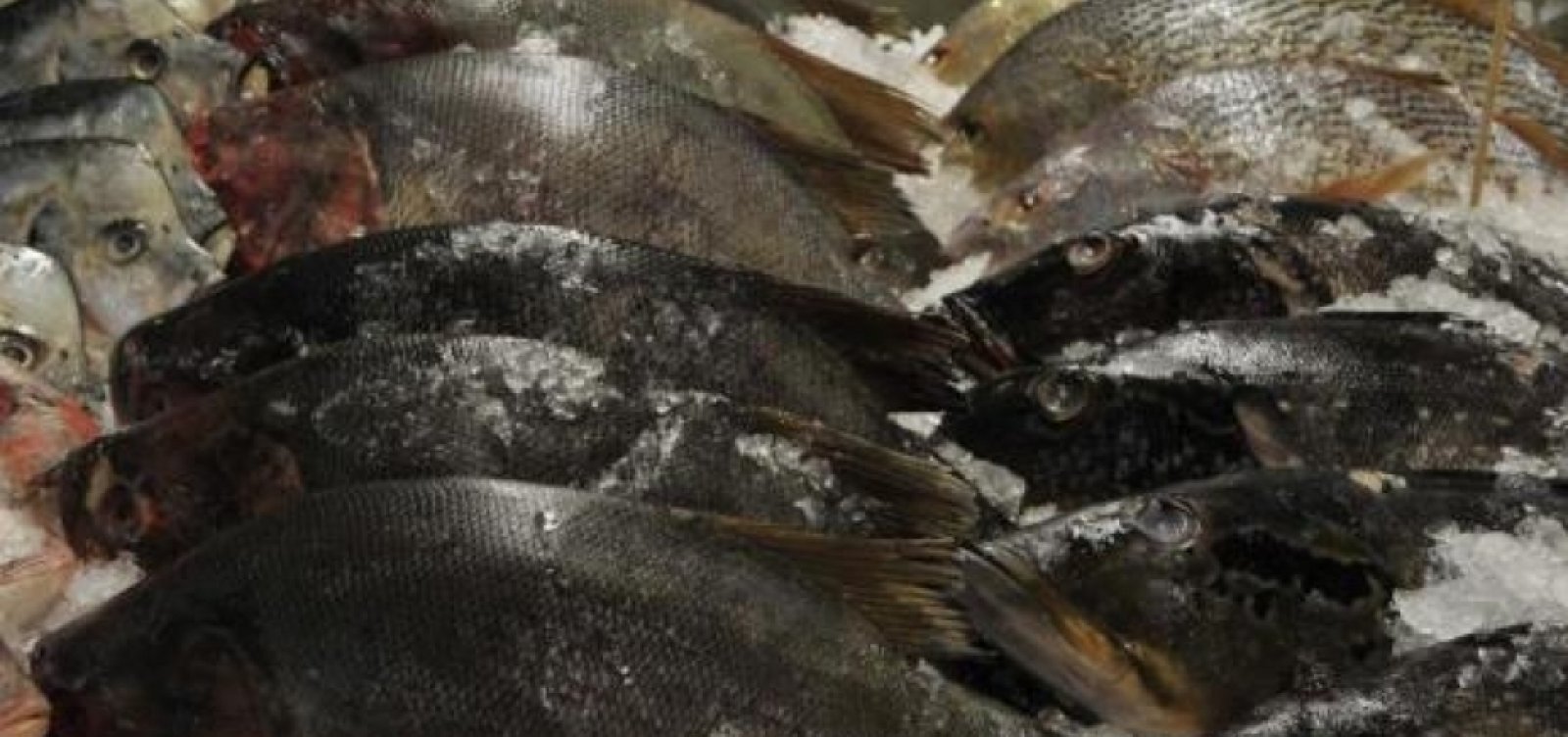 Surto da “doença da urina preta” acende alerta sanitário após consumo de peixes no Amazonas