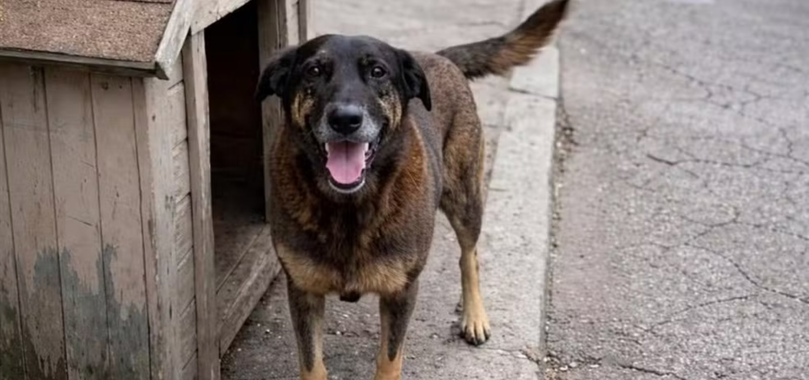 Polícia de SC pede apreensão de passaporte de adolescente suspeito de matar cão Orelha