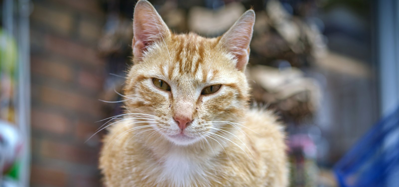 Cidade baiana registra caso de raiva após morte de gato; saiba como se prevenir