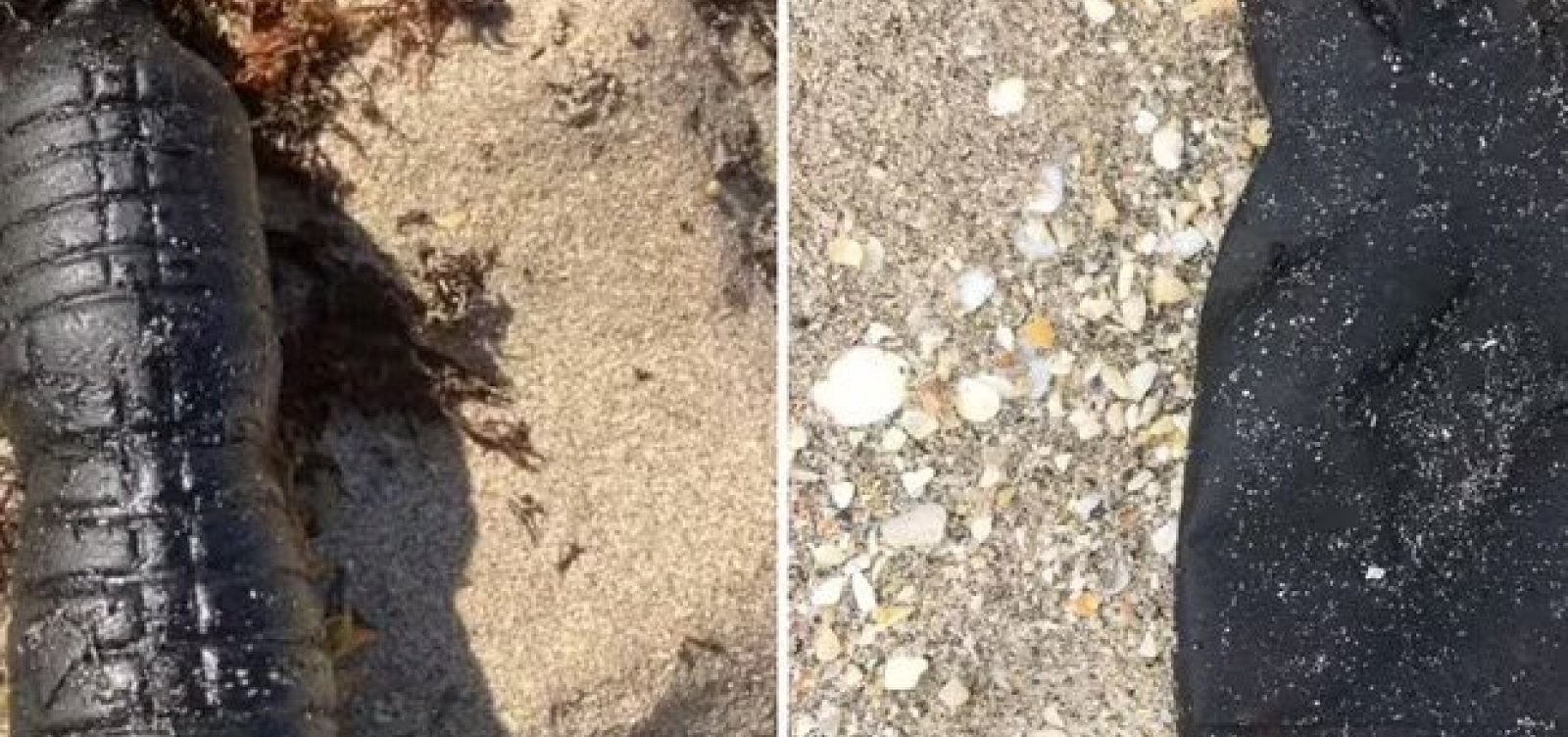 Petróleo que atingiu Nordeste em 2019 chegou na Flórida