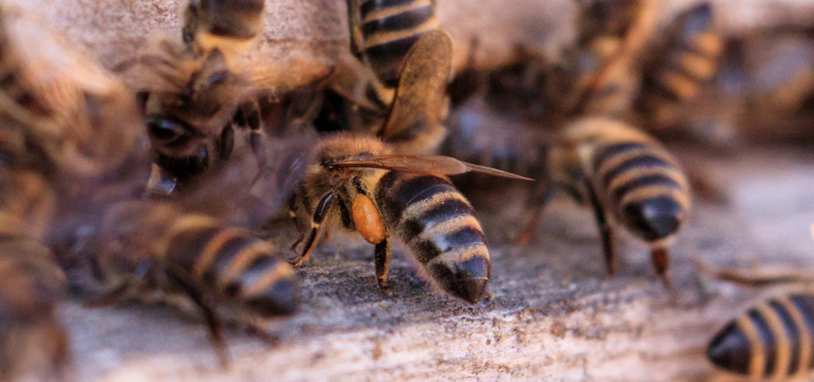 Ataque de abelhas mata quatro cães e deixa duas pessoas feridas no sul da Bahia