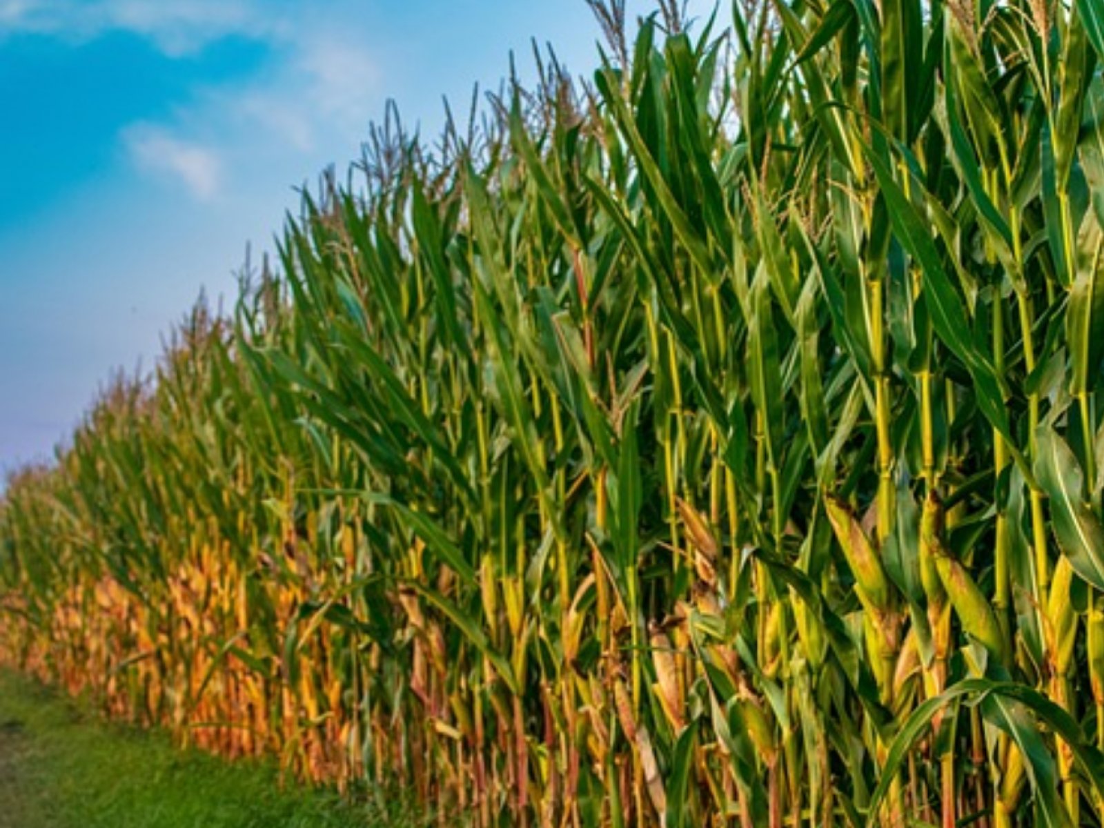 Conflito entre EUA e Irã pode afetar exportações brasileiras de milho e soja