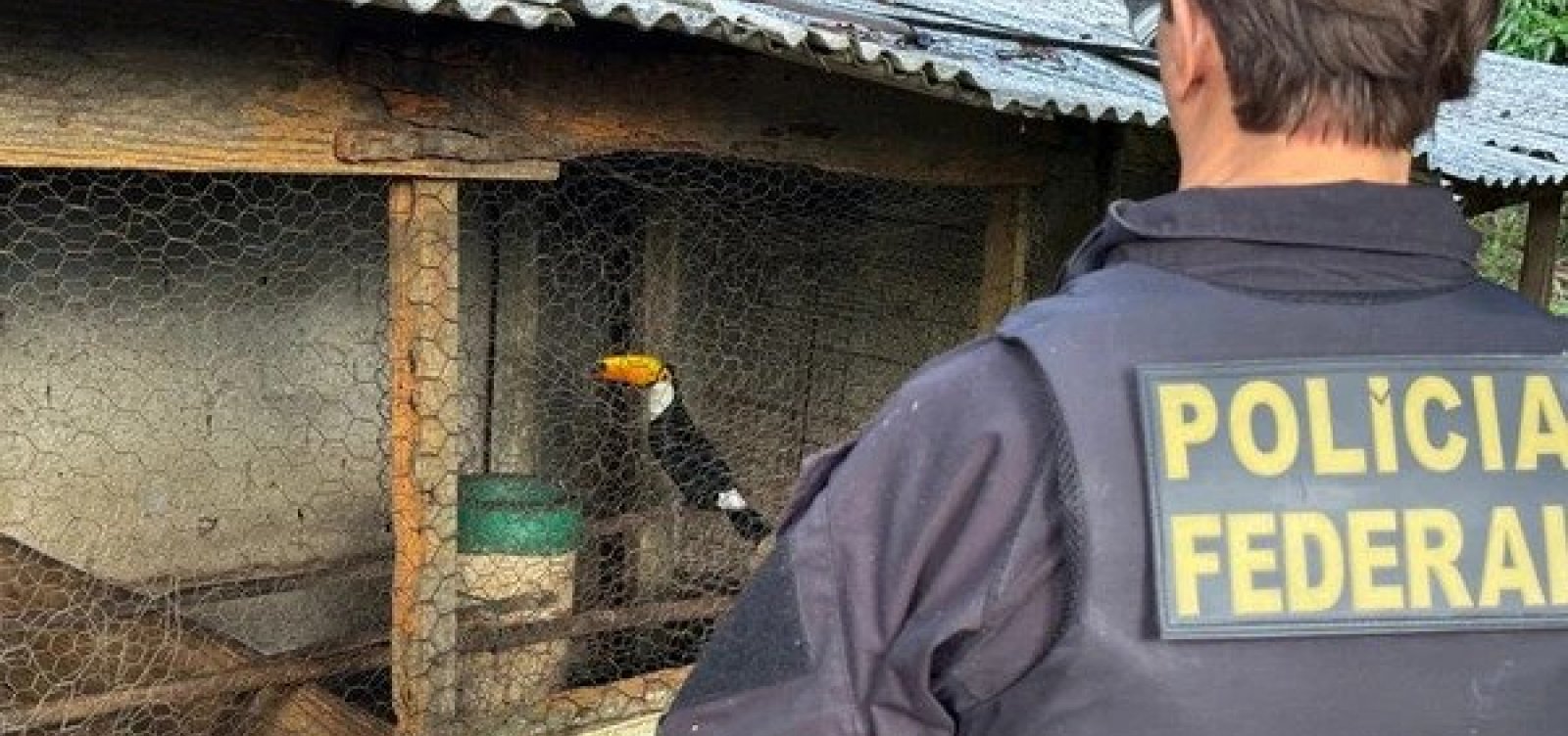 PF deflagra operação na Bahia e em outros estados contra o tráfico internacional de animais silvestres