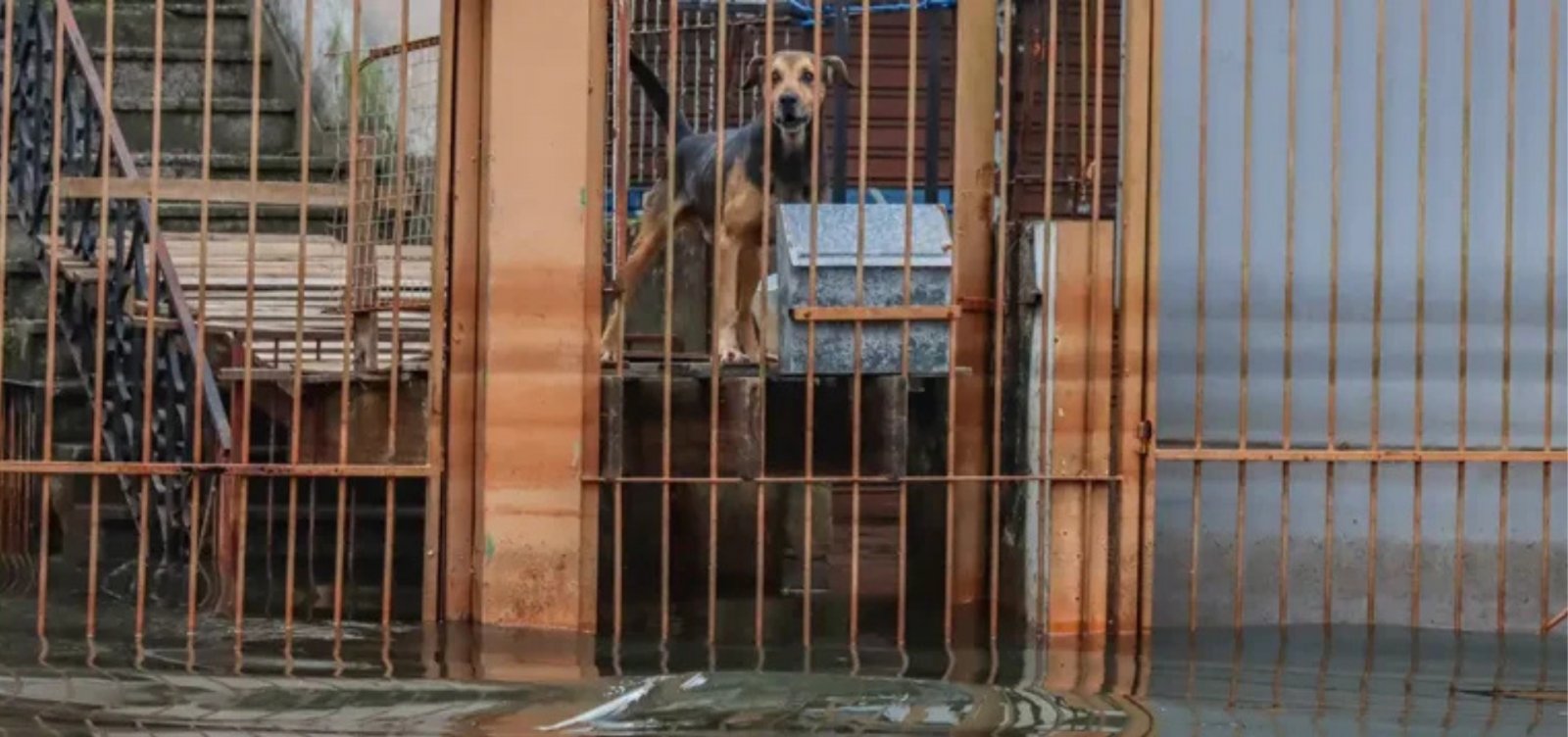 Lula sanciona lei que cria política de resgate de animais em desastres