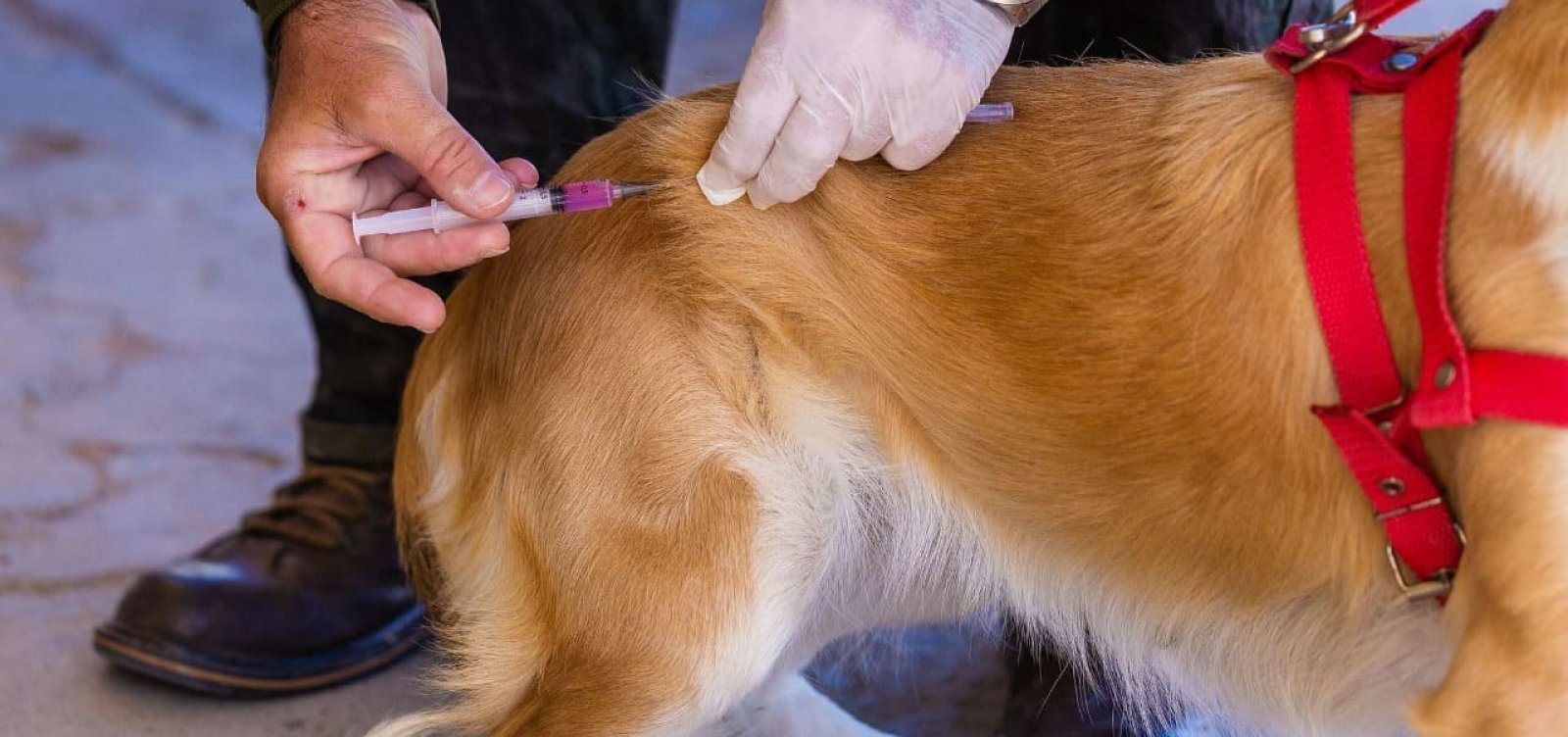 Vacinação antirrábica para cães e gatos chega a bairros de Salvador; saiba mais