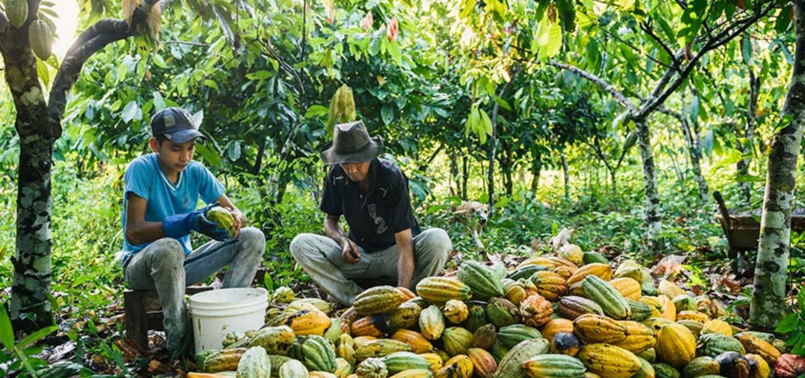 Sul da Bahia recebe projeto internacional que aposta no cacau cabruca para preservar a Mata Atlântica