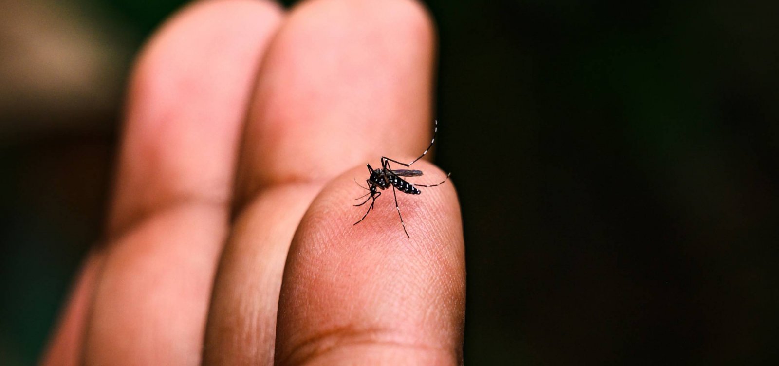 Brasil registra queda de 75% dos casos de dengue; registros de malária também diminuíram