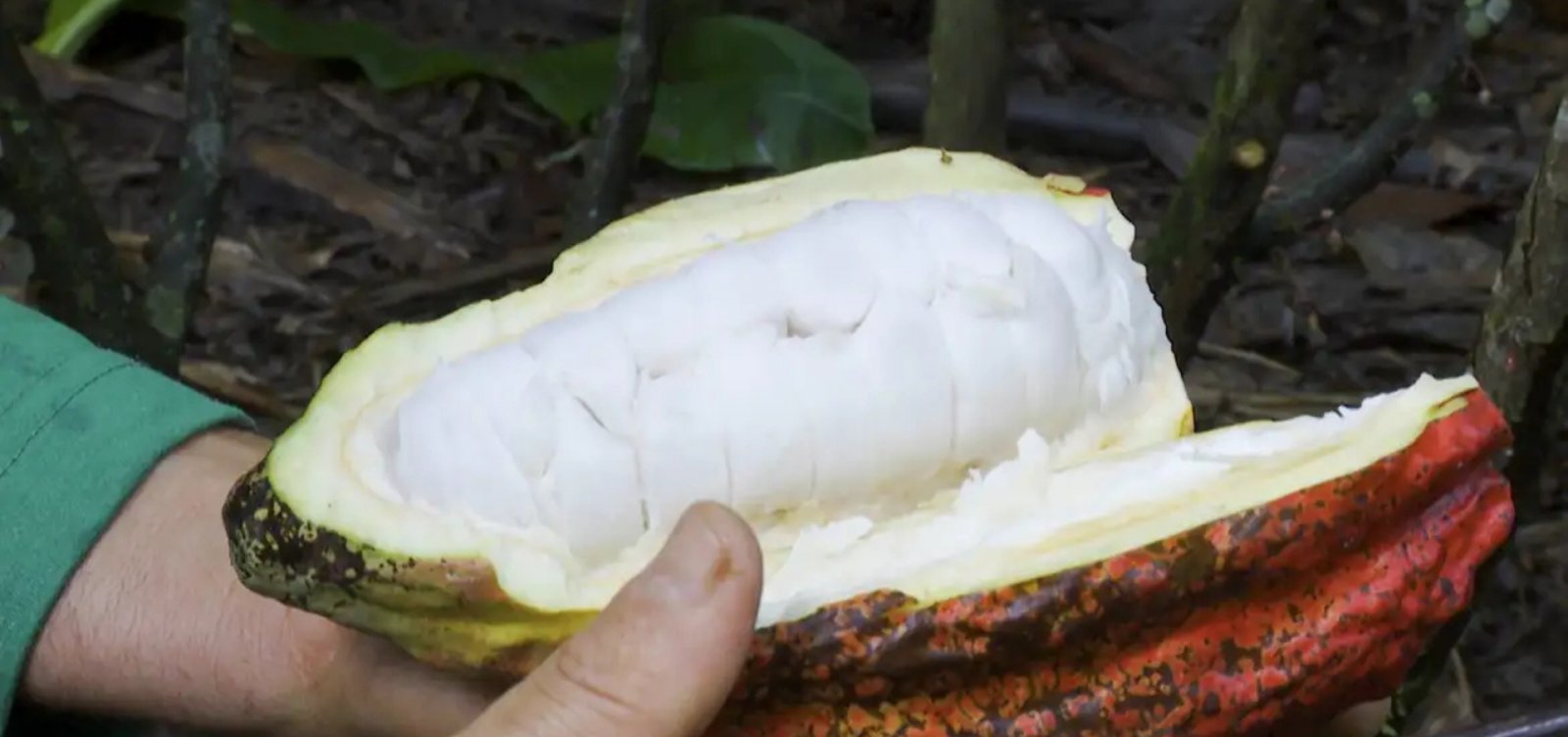 Projeto que fixa quantidade mínima de cacau em produtos deve impulsionar produção na Bahia