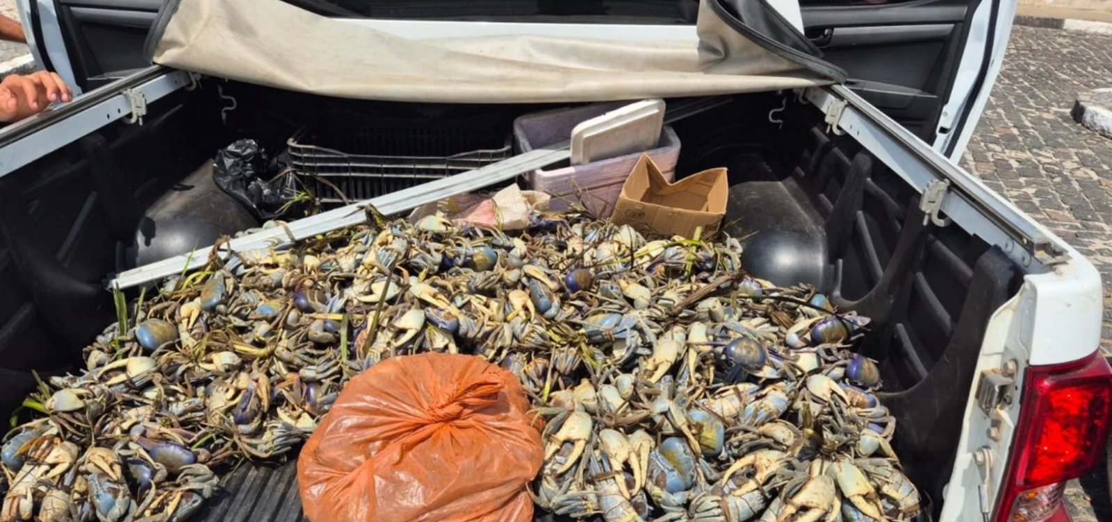 Polícia apreende mais de 1,5 mil crustáceos silvestres no Baixo Sul da Bahia