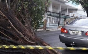 Chuva: três árvores caem em Salvador nesta quarta-feira; ninguém ficou ferido 