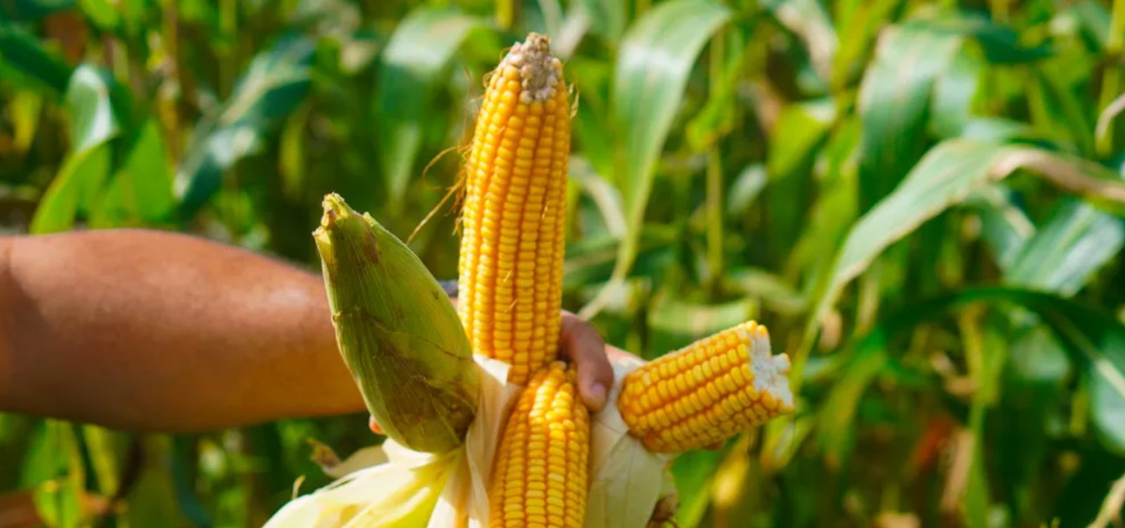 Guerra no Irã provoca queda de mais de 30% nas exportações do Brasil ao Golfo