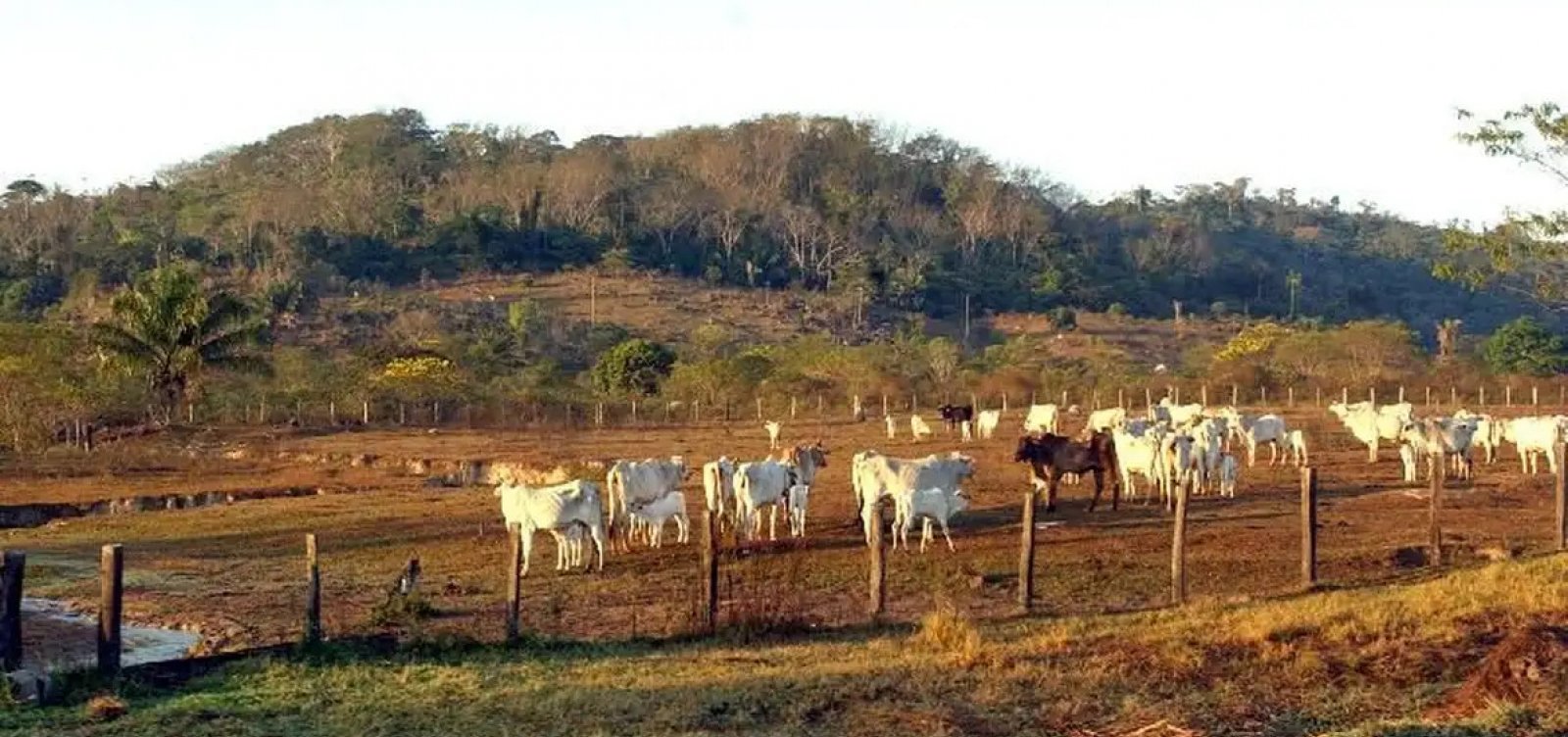 STF mantém restrições à compra de terras por empresas estrangeiras
