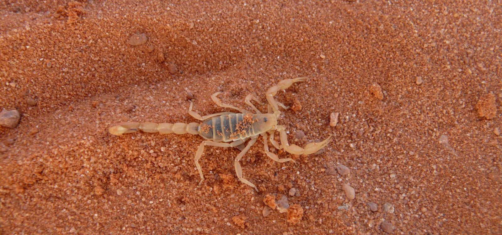 Escorpiões causaram 65% dos acidentes com animais peçonhentos no Brasil em 2025