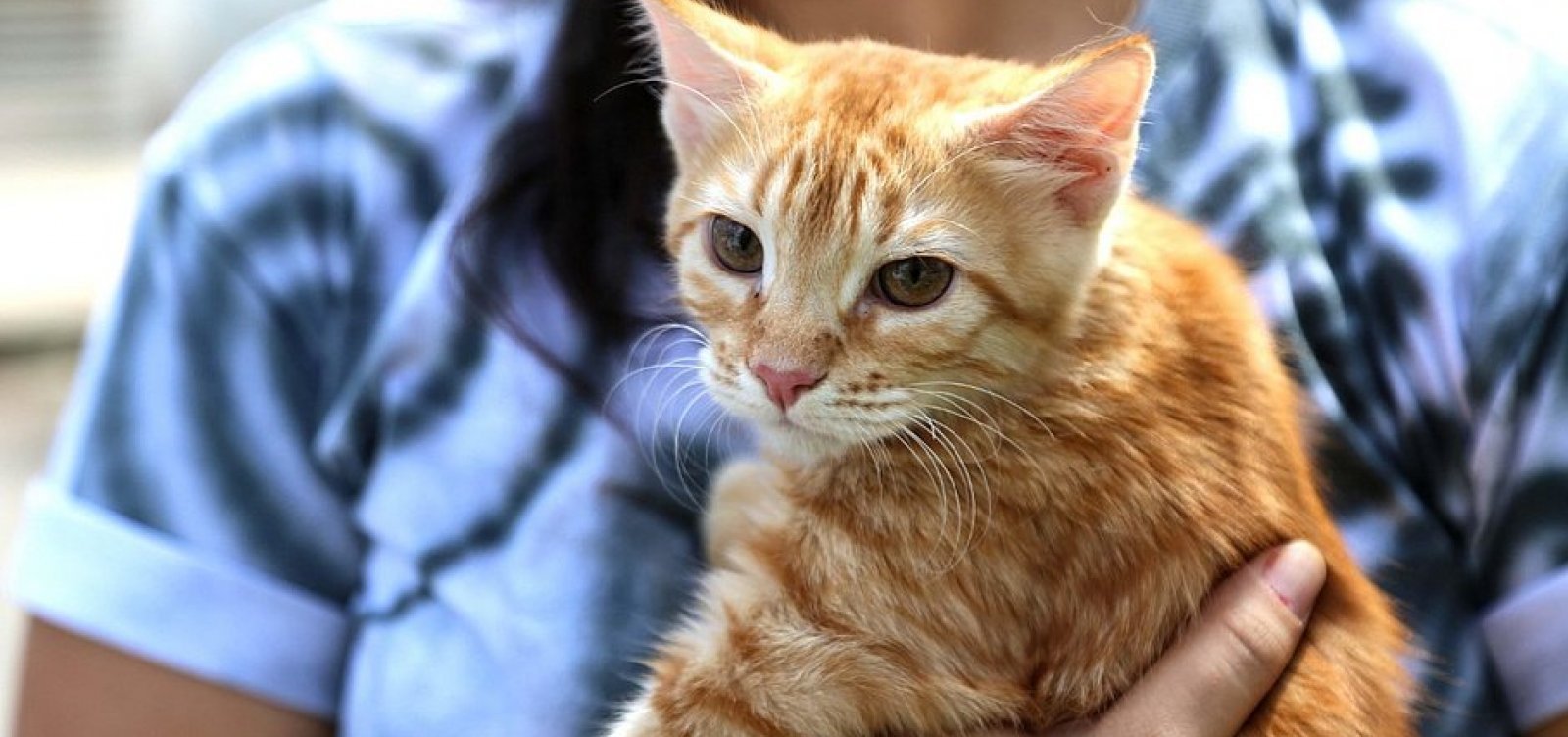 Salvador oferece castração gratuita para cães e gatos em três bairros