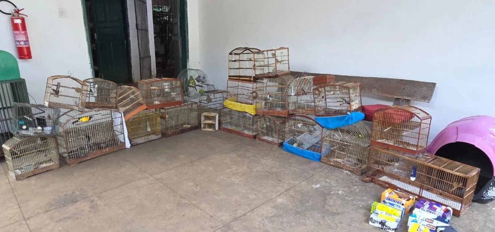 Operação resgata 47 aves silvestres em Vitória da Conquista