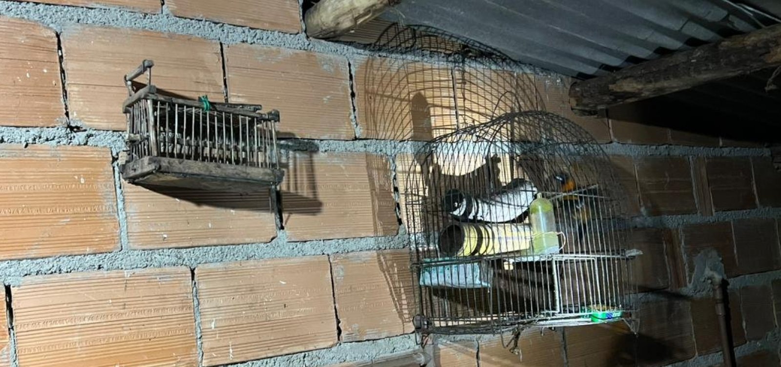 Operação resgata mais de 370 aves silvestres na Bahia