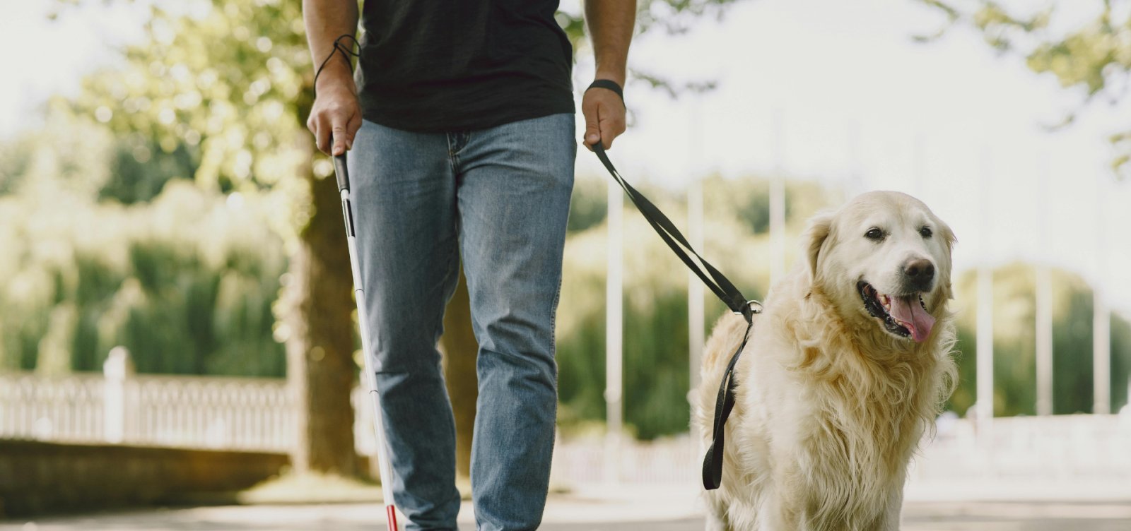 Câmara aprova projeto que garante acesso de cães de assistência a espaços públicos e privados em Salvador