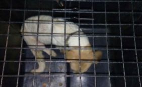 Cadela é resgatada de buraco de 20 metros em obra do metrô no Iguatemi