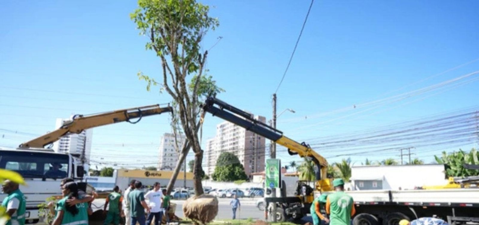 Salvador amplia ações ambientais com novo viveiro e programa de arborização urbana