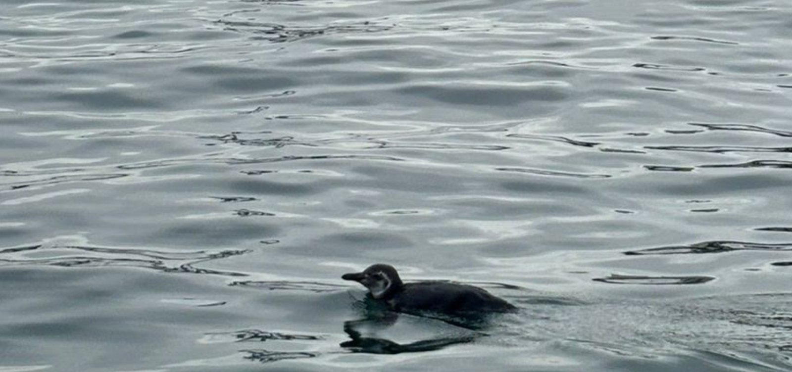 Pinguim é resgatado após aparecer em área portuária de Salvador