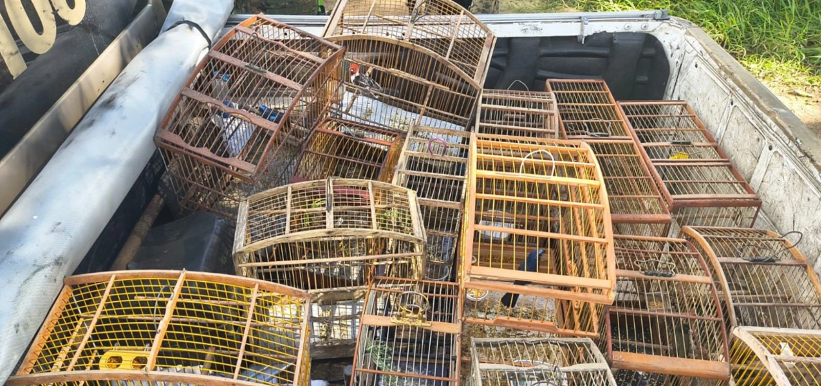 Mais de 140 aves silvestres são resgatadas de cativeiro ilegal em operação na Bahia