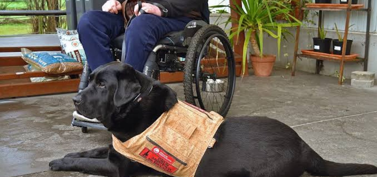 Nova lei garante acesso de cães de assistência a comércios, táxis e aplicativos em Salvador