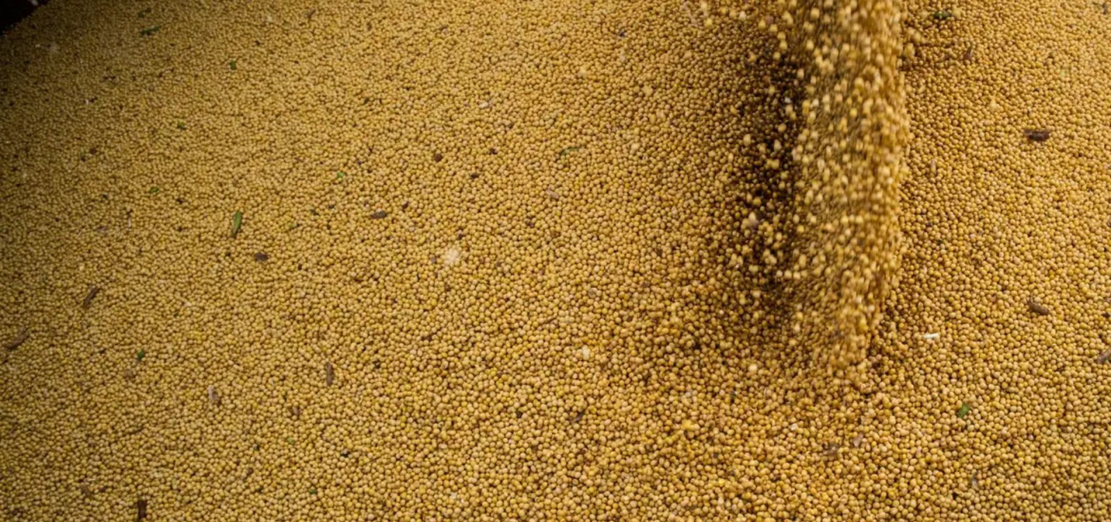 Tarifas adicionais devem atingir cerca de 36,5% das exportações do agro brasileiro para EUA