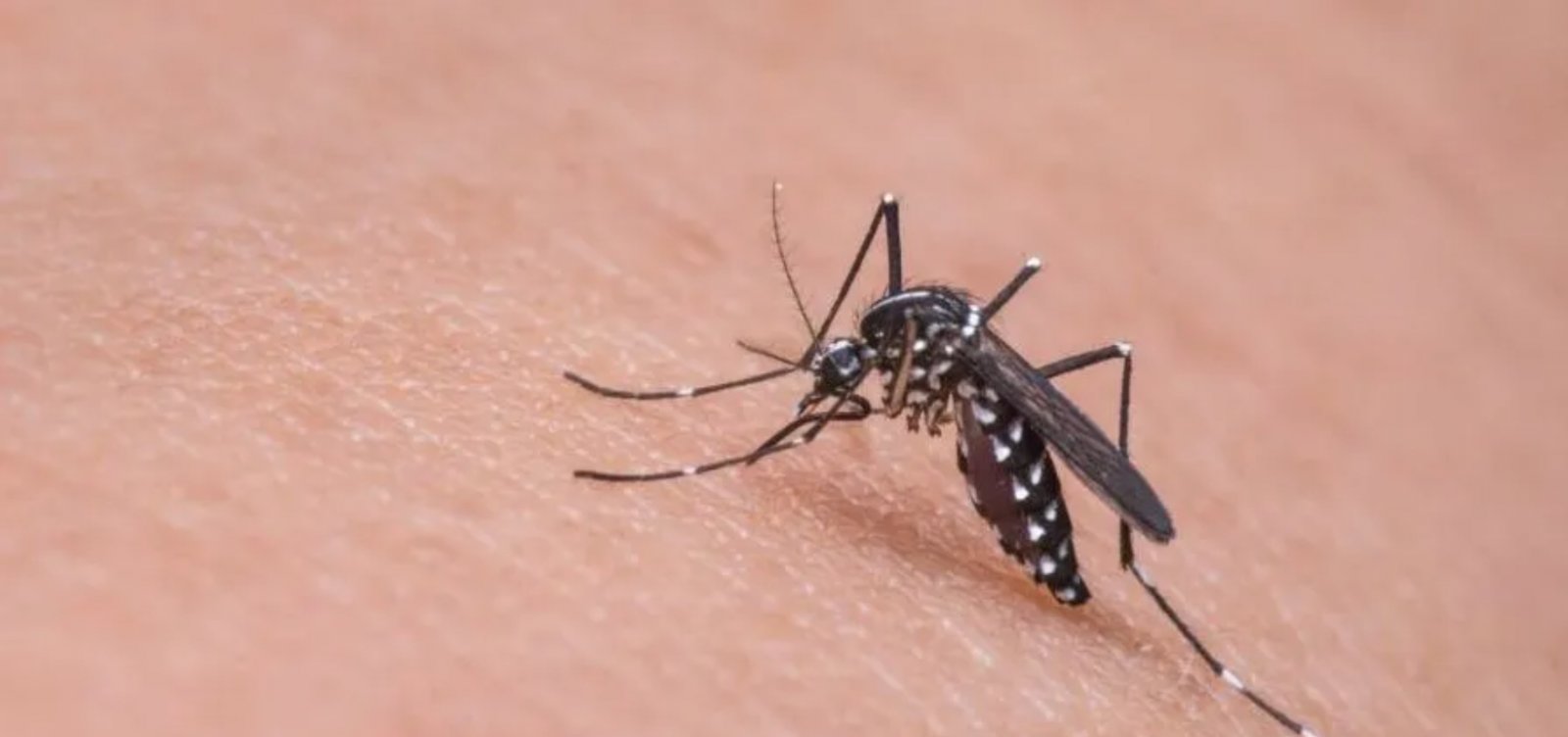 El Niño pode elevar casos de dengue no Brasil em 2027, alerta Ministério da Saúde