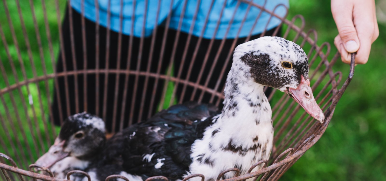 Brasil veta produtos obtidos por alimentação forçada de animais; foie gras é o mais atingido