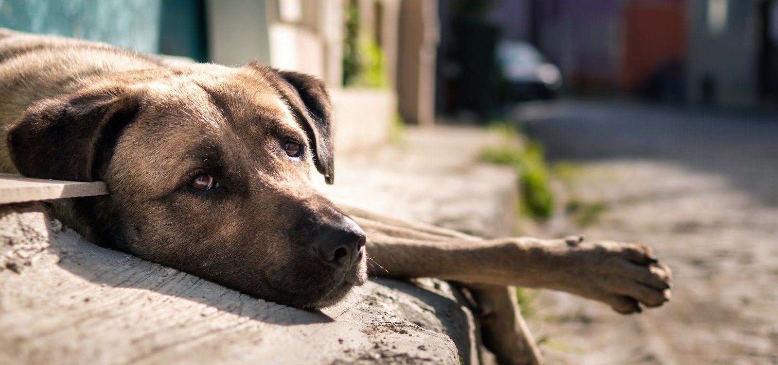 Câmara aprova suspensão da CNH para quem abandonar animais usando veículos