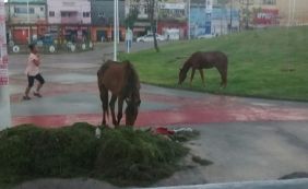 Você Repórter: leitor flagra cavalos passeando no Largo do Tanque