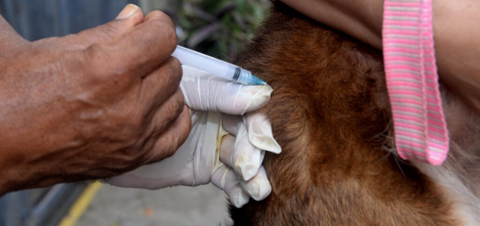 Salvador realiza último fim de semana de vacinação antirrábica para cães e gatos