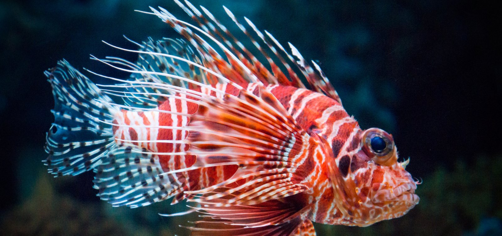 Para conter peixe-leão, Porto Seguro oferece recompensa a pescadores na Bahia
