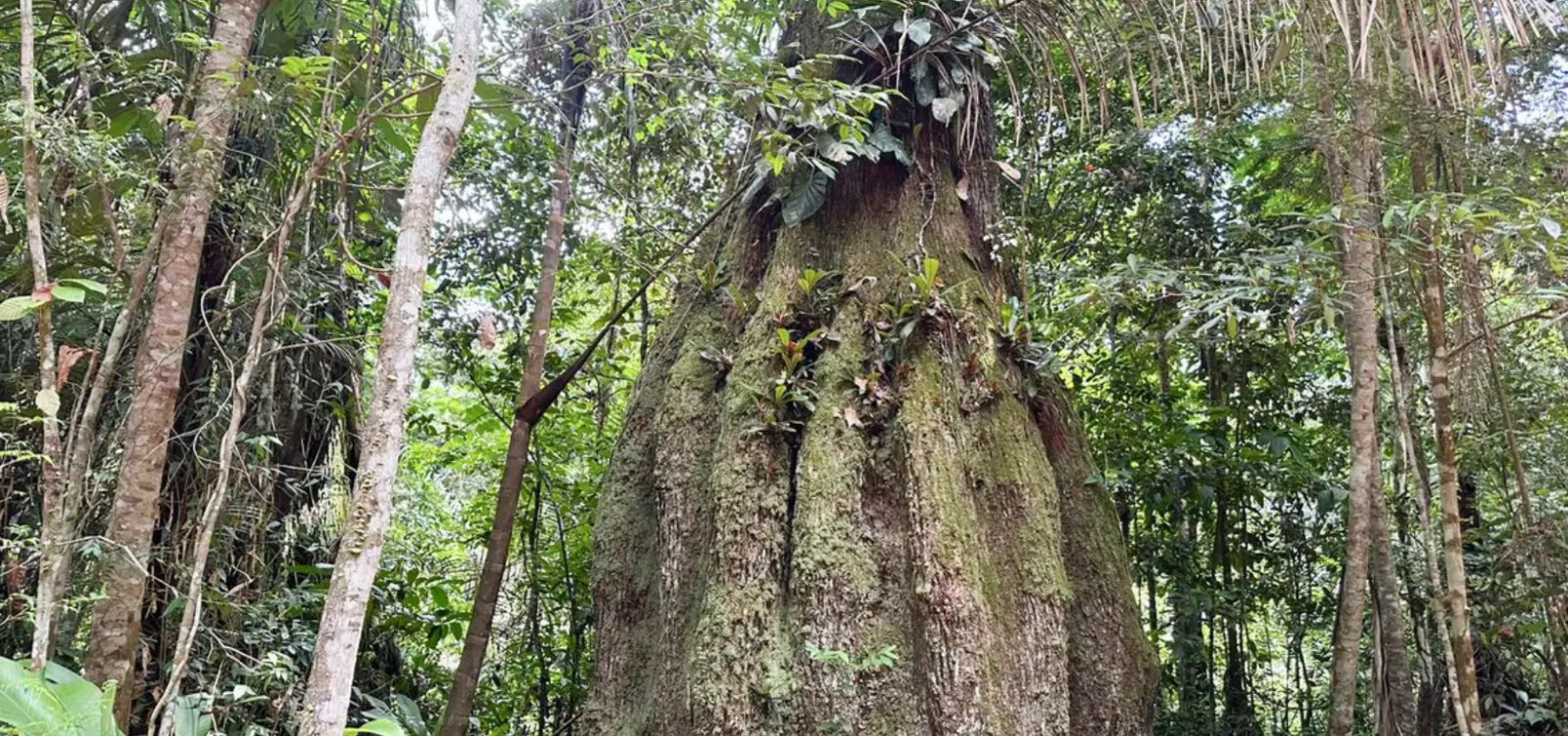 7 em cada 10 parlamentares eleitos para 2027 têm baixa adesão à agenda ambiental