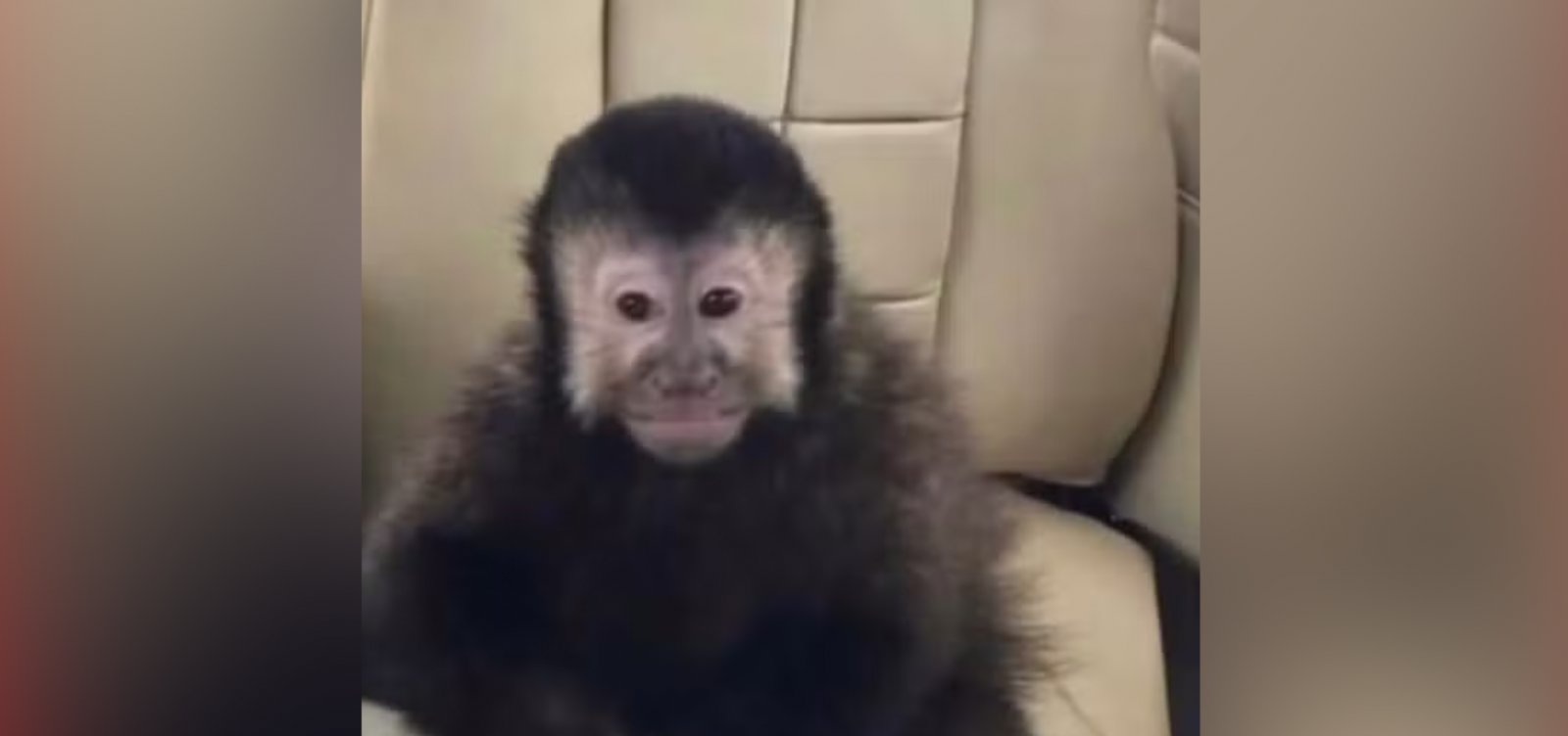 Macaco de Marcell Moraes é encontrado morto após invadir condomínio de luxo em Salvador