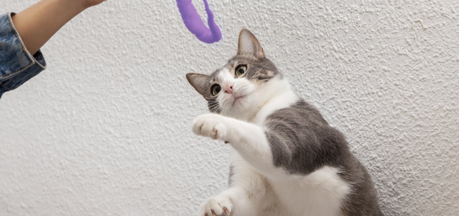 Salvador oferece castração gratuita de cães e gatos na Avenida Paralela