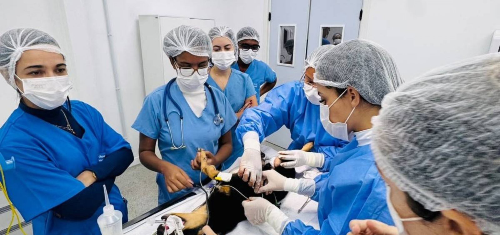 Salvador terá avaliação gratuita para prevenção ao câncer de mama em pets