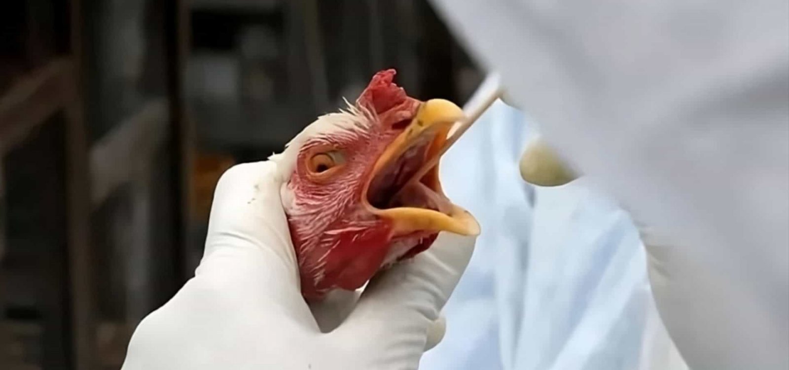México suspende importação de frango brasileiro após foco de doença em Santa Catarina