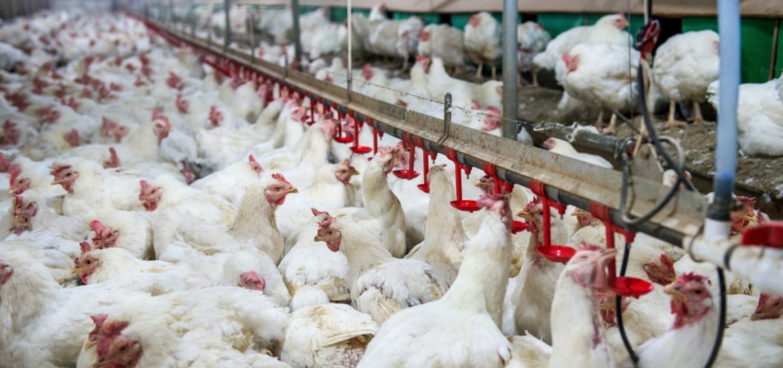 Após o México, Malásia também suspende importação de frango de todo o Brasil