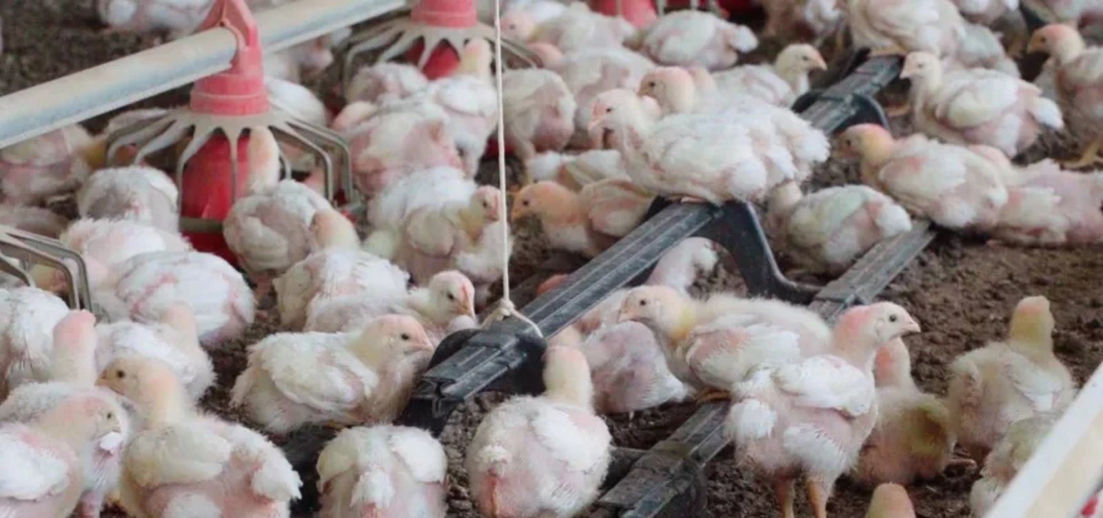 Brasil confirma segundo caso de Newcastle em criação comercial de aves em Santa Catarina