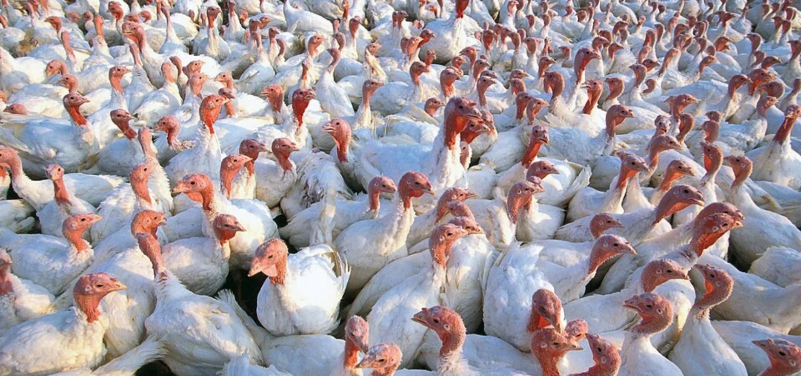 México retoma importação de frango brasileiro, mas mantém restrição a Santa Catarina