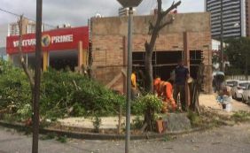 Moradores da Pituba denunciam poda irregular de árvores na Paulo VI; veja