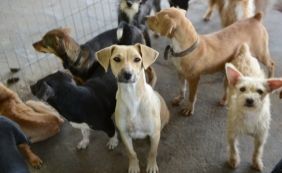 Câmara aprova projeto que proíbe sacrifício de cães e gatos por órgãos públicos