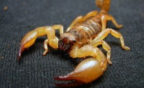 Susto! Menino de nove anos é picado por escorpião em Ipiaú