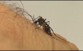 Zika é mais agressivo em imunodeprimidos e transplantados, alerta estudo